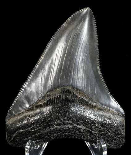 Juvenile Megalodon Tooth - Serrated Blade #58070